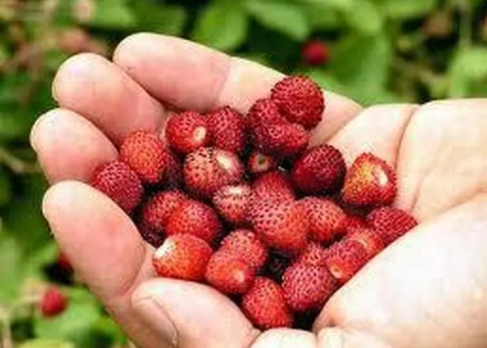 Hotel La Carruba Cetraro