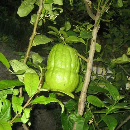 La Carruba Hotel Cetraro